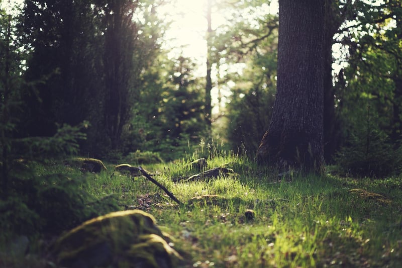 Forest clearings